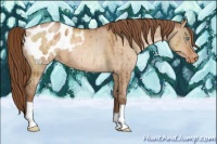 Horse Color:Brown Pearl Dun Appaloosa Brindle 