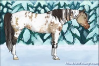 Horse Color:White Spotted Brown Dun Appaloosa Brindle
