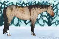 Horse Color:Brown Dun Brindle 