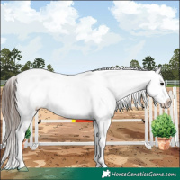 Horse Color:White Spotted Brown Dun Appaloosa 