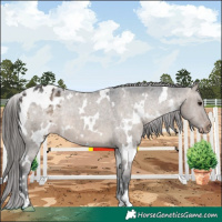Horse Color:White Spotted Brown Dun Appaloosa 