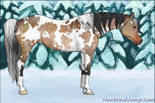 Horse Color:White Spotted Brown Dun Brindle