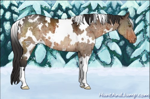 Horse Color:White Spotted Brown Dun Appaloosa Brindle 