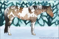 Horse Color:White Spotted Brown Dun Appaloosa Brindle 