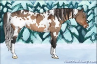 Horse Color:White Spotted Brown Dun Appaloosa 
