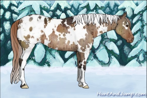 Horse Color:White Spotted Liver Red Dun Appaloosa Brindle