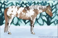 Horse Color:White Spotted Liver Red Dun Blanket Brindle 