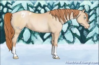Horse Color:Buckskin Pearl Appaloosa 