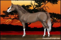 Horse Color:Liver Red Dun Splash