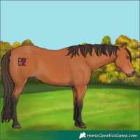 Horse Color:Bay Rabicano 