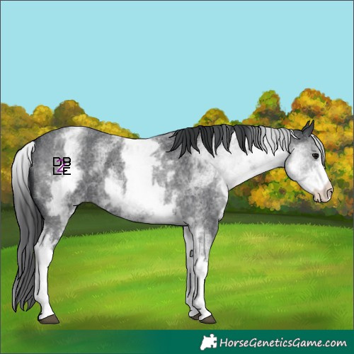 Horse Color:White Spotted Blue Roan