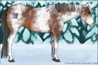 Horse Color:White Spotted Brown 