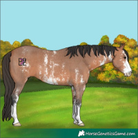 Horse Color:Bay Sabino 