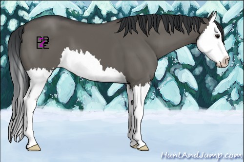 Horse Color:Grullo Splash 
