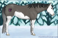 Horse Color:Grullo Splash 