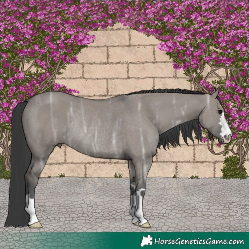 Horse Color:Grullo Ice Rabicano
