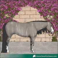 Horse Color:Grullo Ice Rabicano 