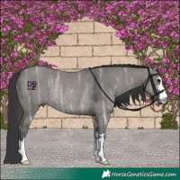 Horse Color:Grullo Ice Rabicano