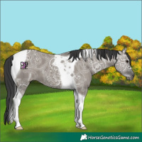 Horse Color:Grullo Ice Tobiano
