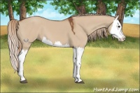 Horse Color:Red Dun Splash 