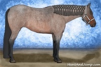 Horse Color:Bay Roan 