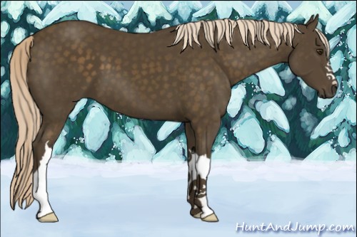 Horse Color:Chocolate Palomino 