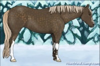 Horse Color:Chocolate Palomino 