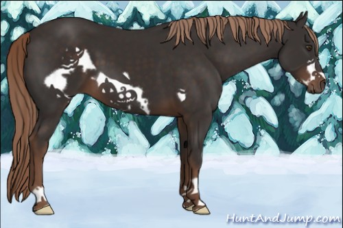 Horse Color:Liver Chestnut Frame 
