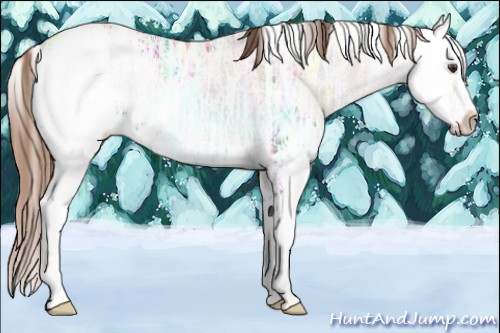 Horse Color:Chestnut Ice Sabino 