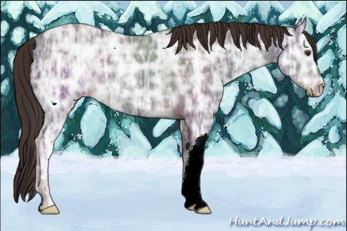 Horse Color:Liver Chestnut Ice Rabicano 