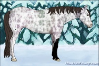 Horse Color:Liver Chestnut Ice Rabicano 