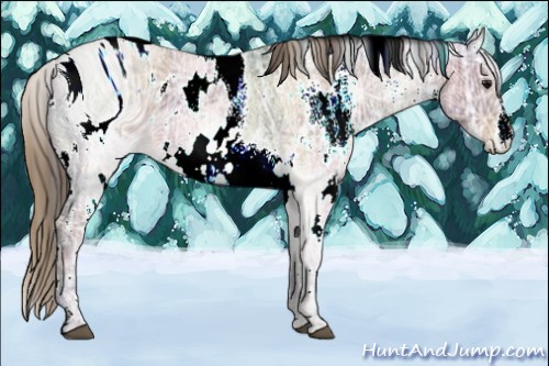 Horse Color:ERROR: UNKNOWN ANOMALY