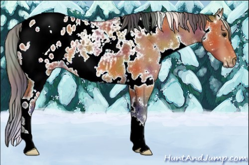 Horse Color:Nacre White Spotted Bay Appaloosa