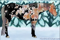 Horse Color:Nacre White Spotted Bay Appaloosa