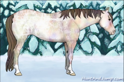 Horse Color:Nacre Amber Champagne Ice Onyx