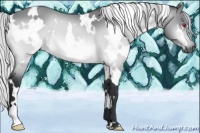 Horse Color:White Spotted Silver Bay Chinchilla 