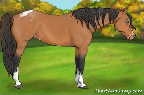 Horse Color:Bay Splash Tobiano Appaloosa  and Bay Tobiano Appaloosa 