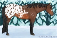 Horse Color:Brown Appaloosa 