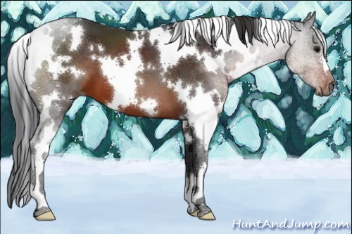 Horse Color:White Spotted Brown