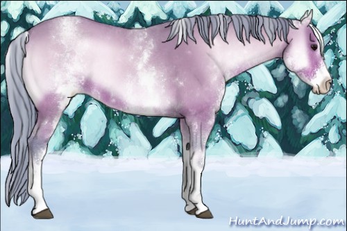 Horse Color:Watercolor White Spotted Bay Roan Onyx Rabicano 