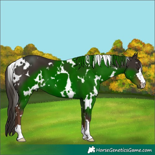 Horse Color:White Spotted Liver Chestnut 