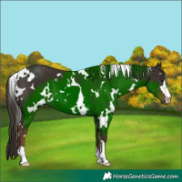 Horse Color:White Spotted Liver Chestnut
