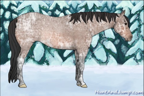 Horse Color:Bay Ice Roan Rabicano