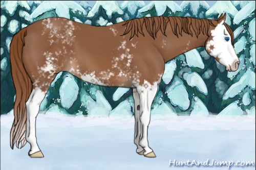 Horse Color:White Spotted Chestnut Splash 