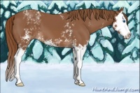 Horse Color:White Spotted Chestnut Splash