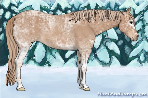 Horse Color:White Spotted Chestnut Ice Rabicano