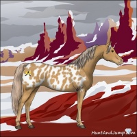 Horse Color:Palomino Sabino Appaloosa 