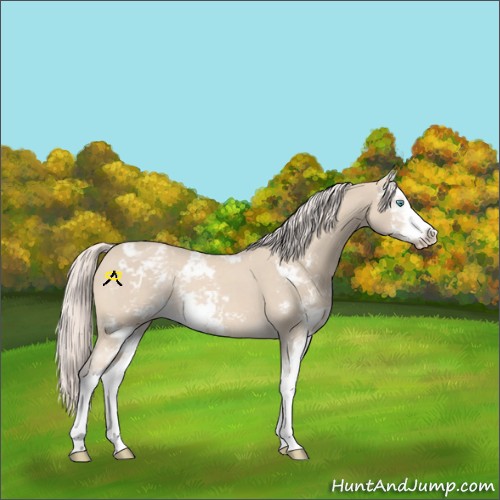 Horse Color:Cremello Sabino Appaloosa Rabicano 
