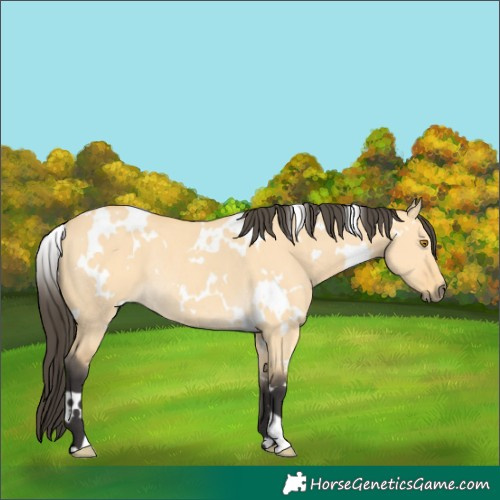 Horse Color:White Spotted Buckskin Dun Rabicano 