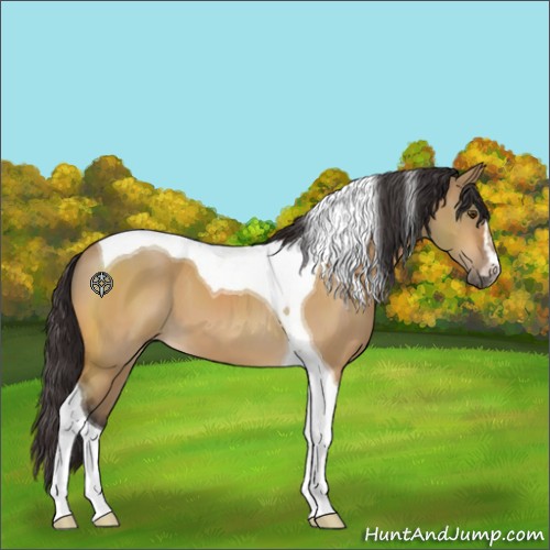 Horse Color:Buckskin Dun Sabino Tobiano 